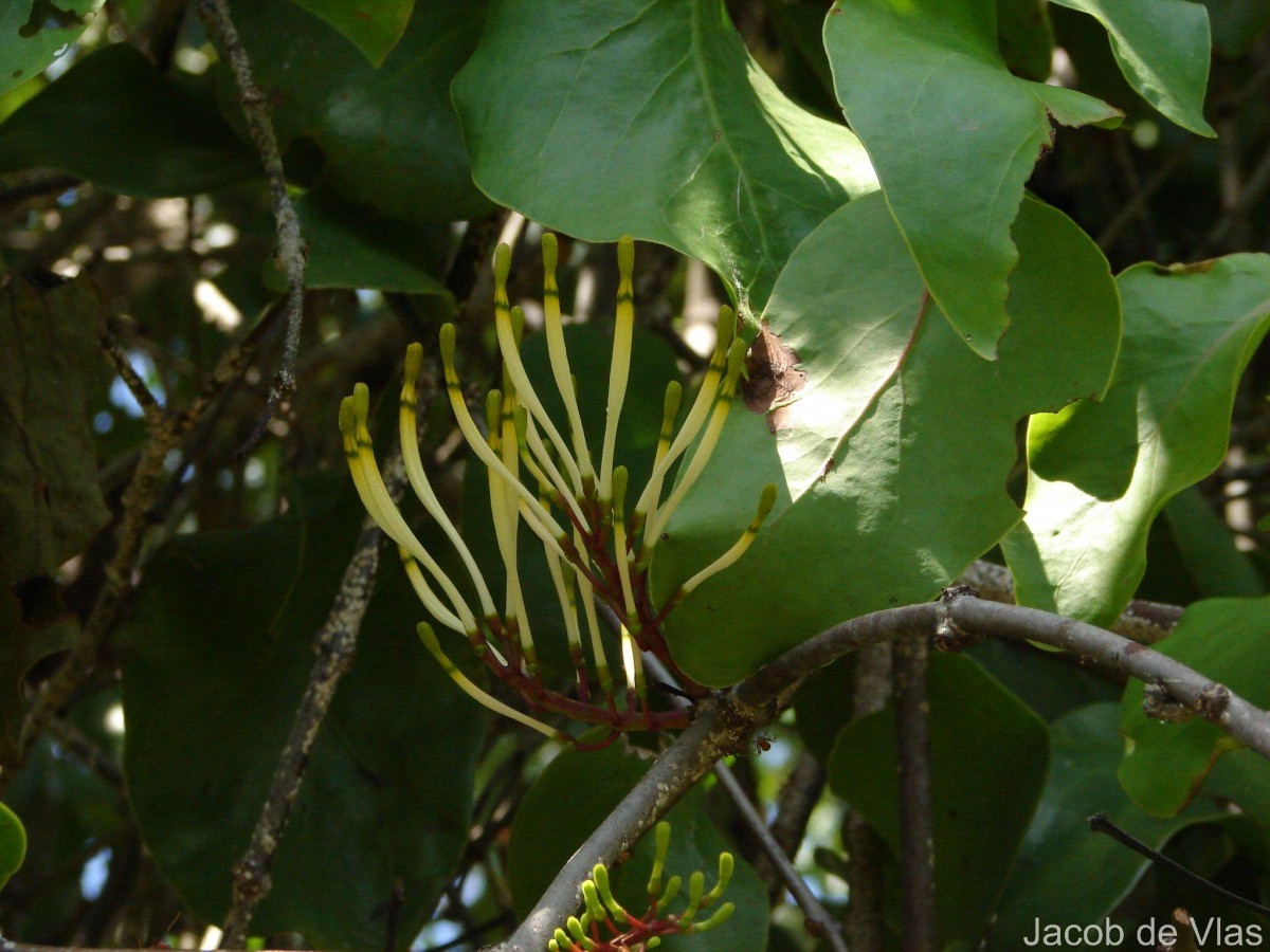 Dendrophthoe falcata (L.f.) Ettingsh.